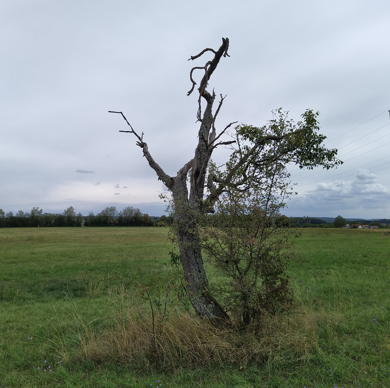gruselbaum_specht_2.jpg