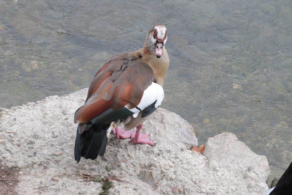 guckt boese.jpg