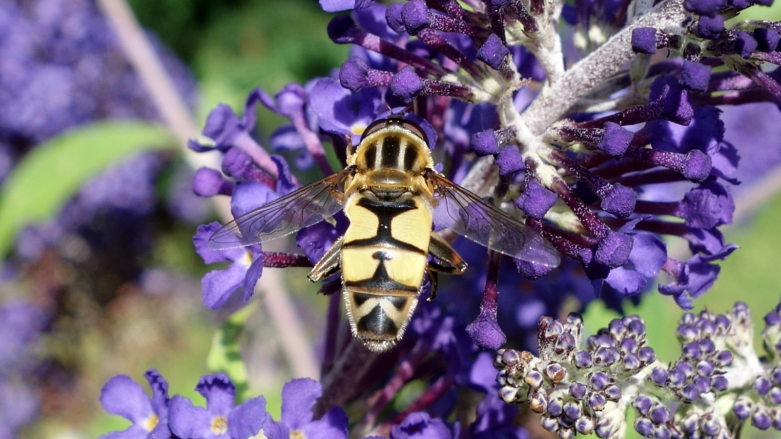 Helophilus trivittatus.jpg