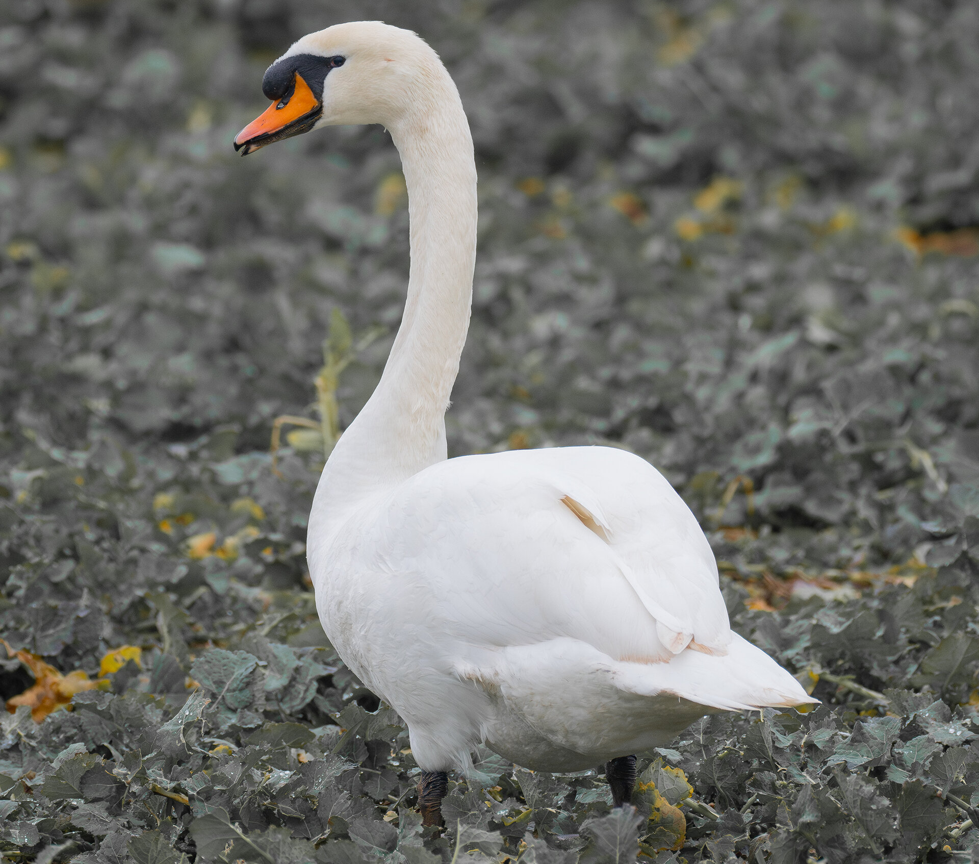 Höckerschwan.jpg