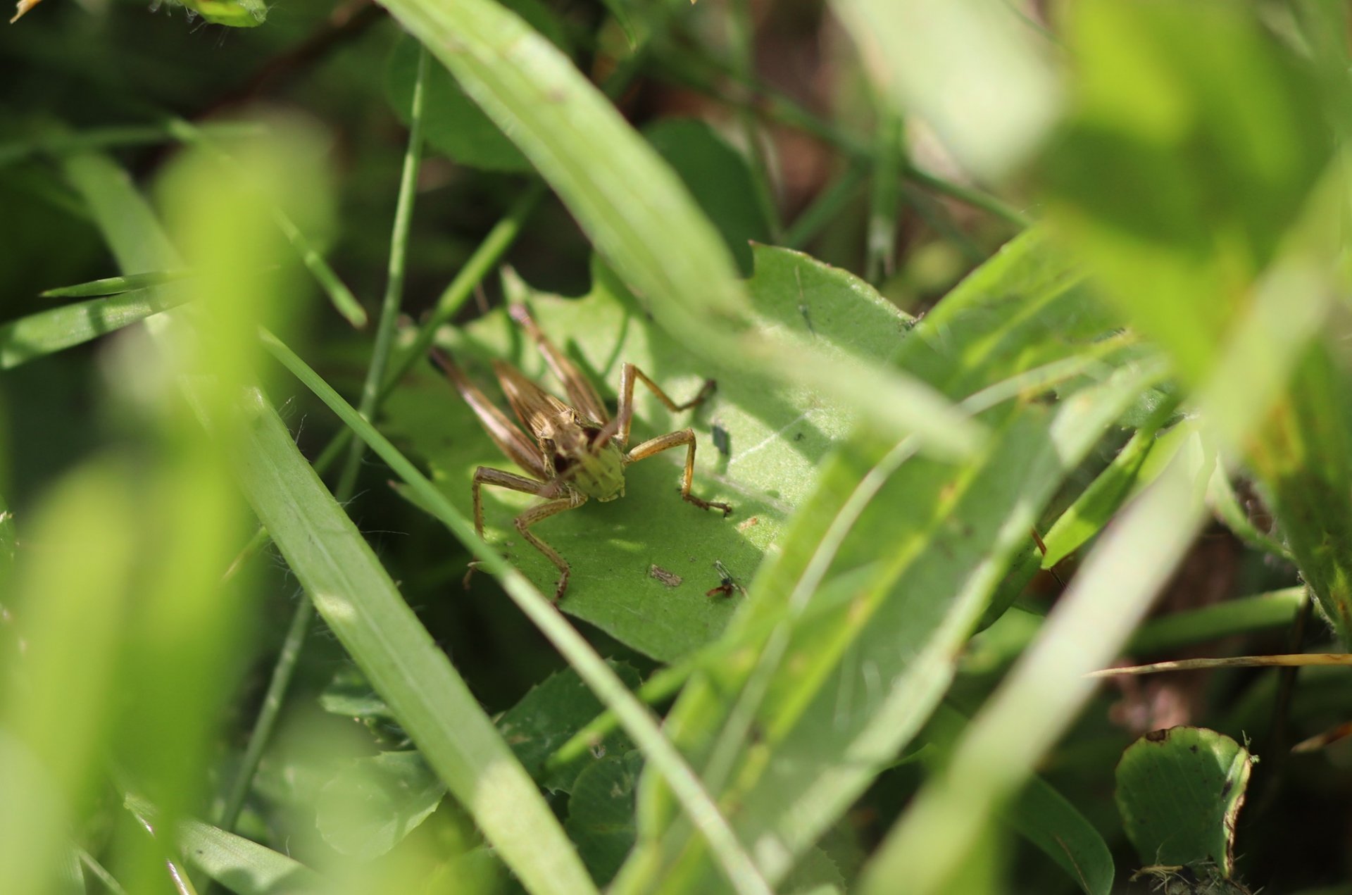 Hopper03.JPG
