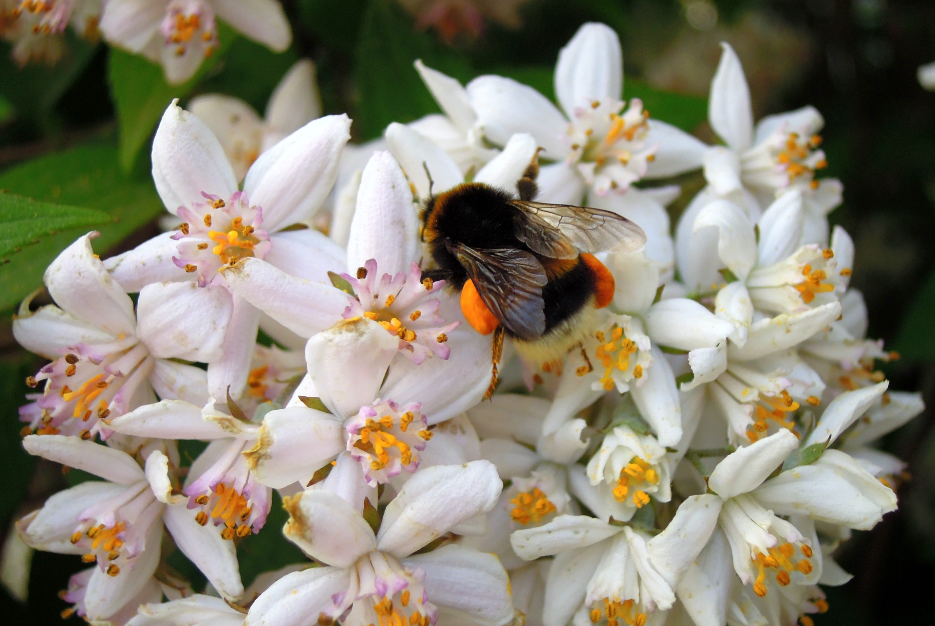 Hummel_09062025.jpg