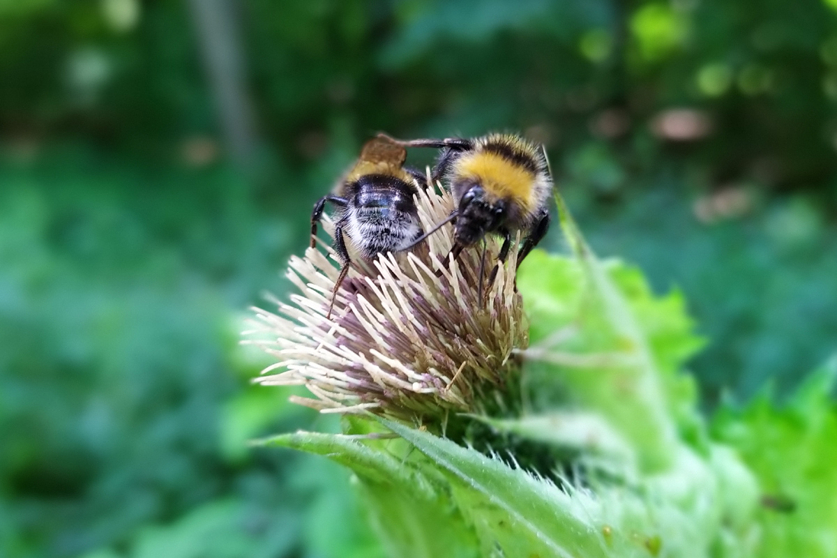 hummeln_220710.jpg