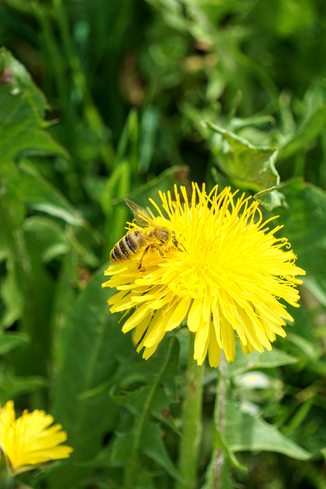 Im Pollenrausch_2_Compress.jpg