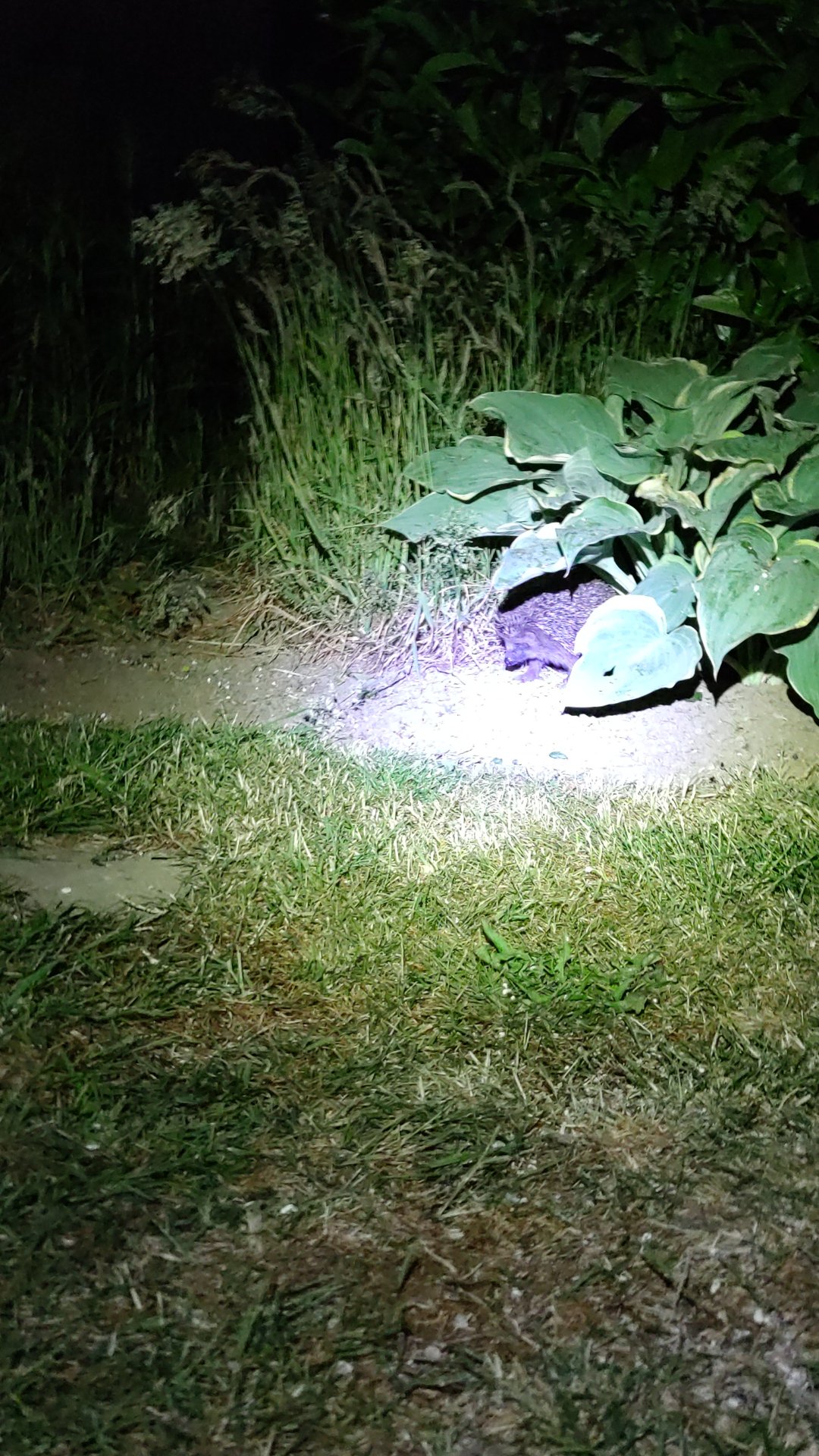 IMG-20230603-WA0016.jpeg