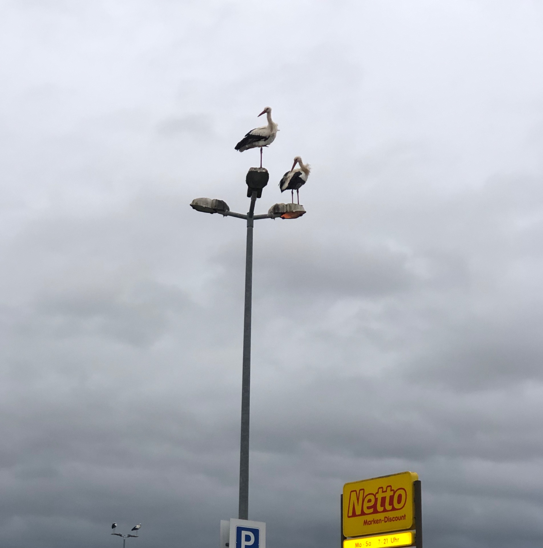 IMG_1171.jpeg