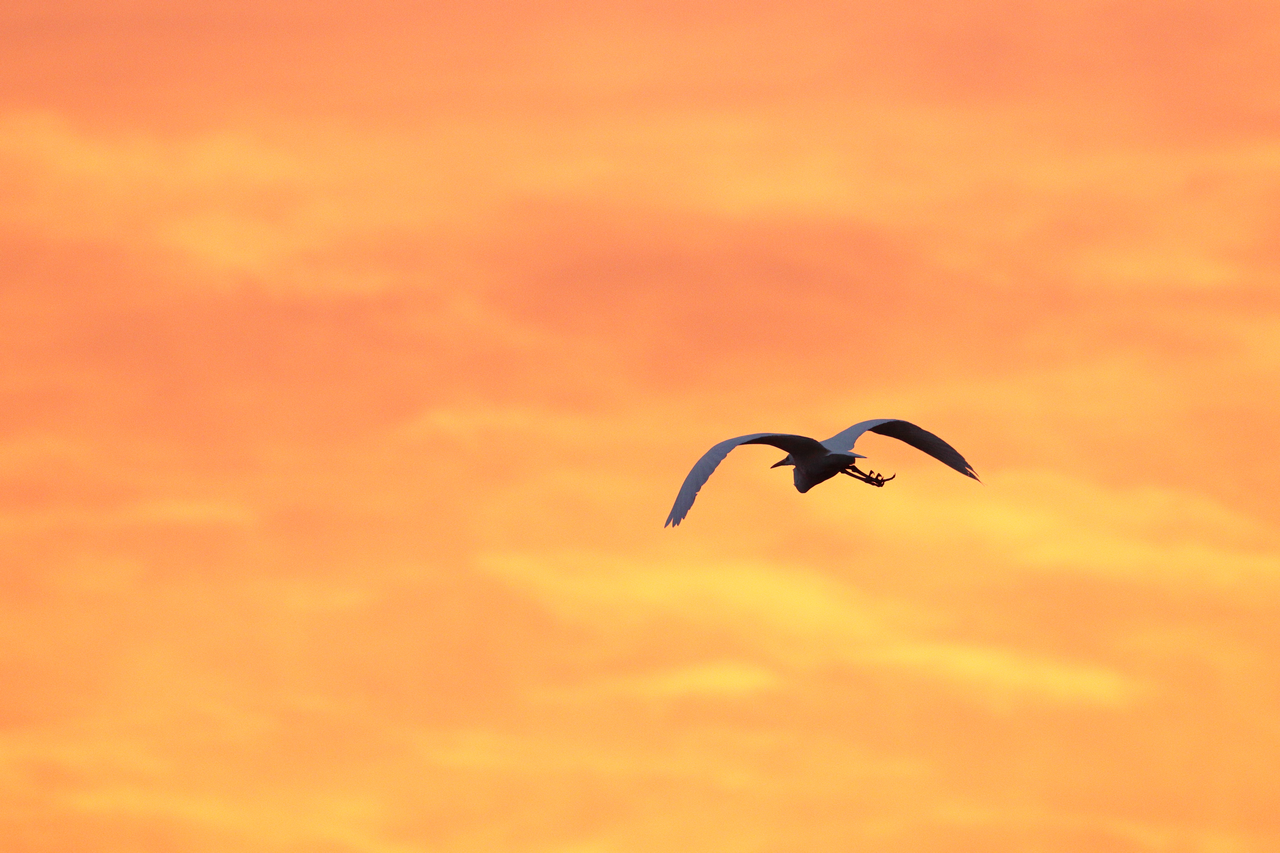 IMG_1809a.png