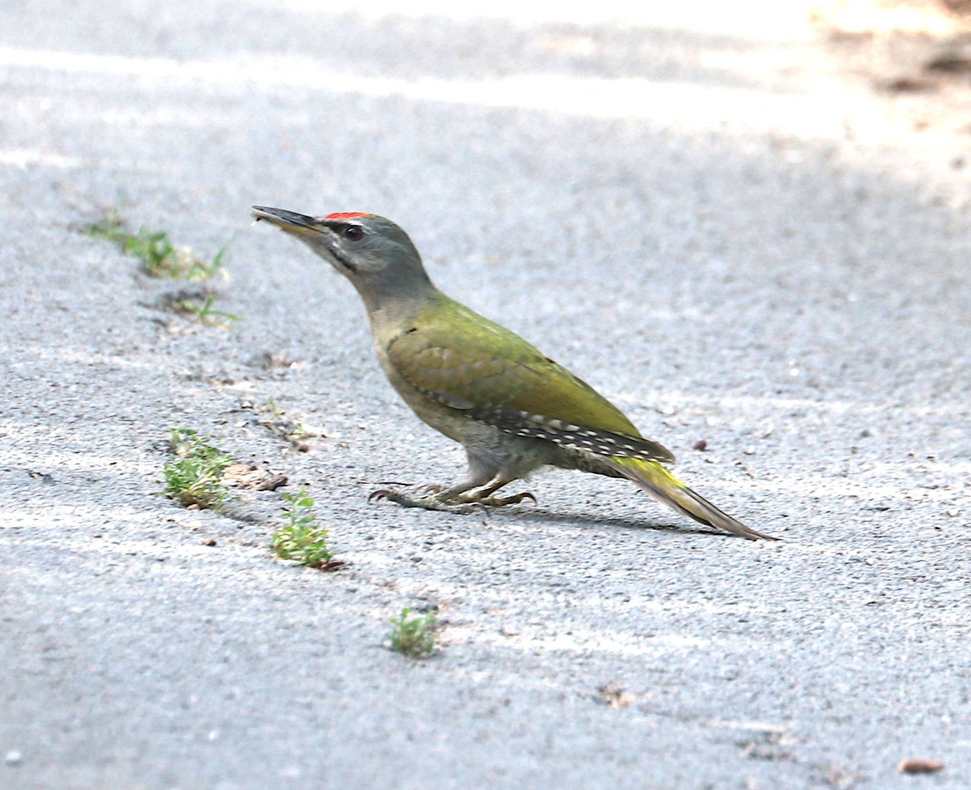 IMG_7886_1.jpg