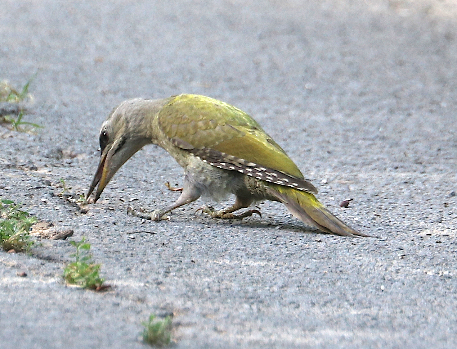 IMG_7891_1.jpg