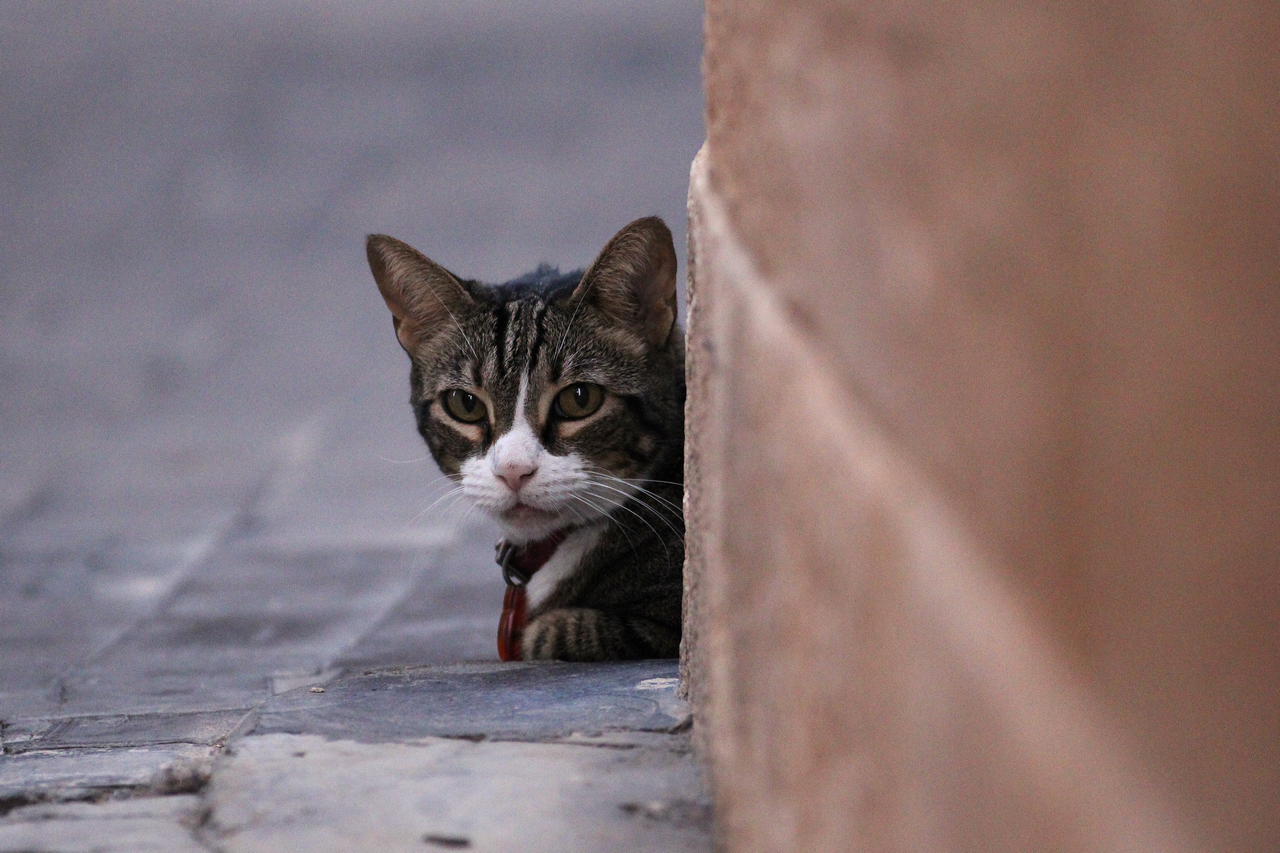 IMG_8308a.png