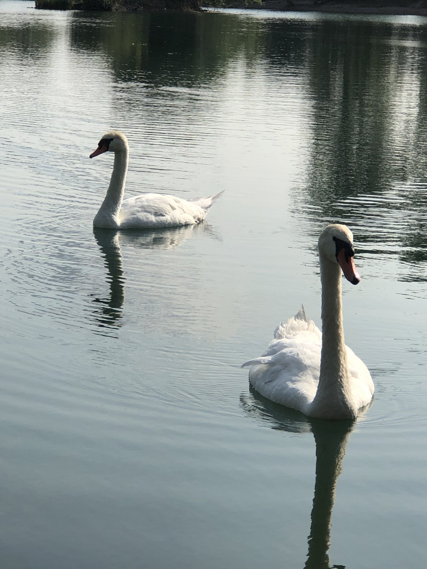 IMG_8566.jpeg