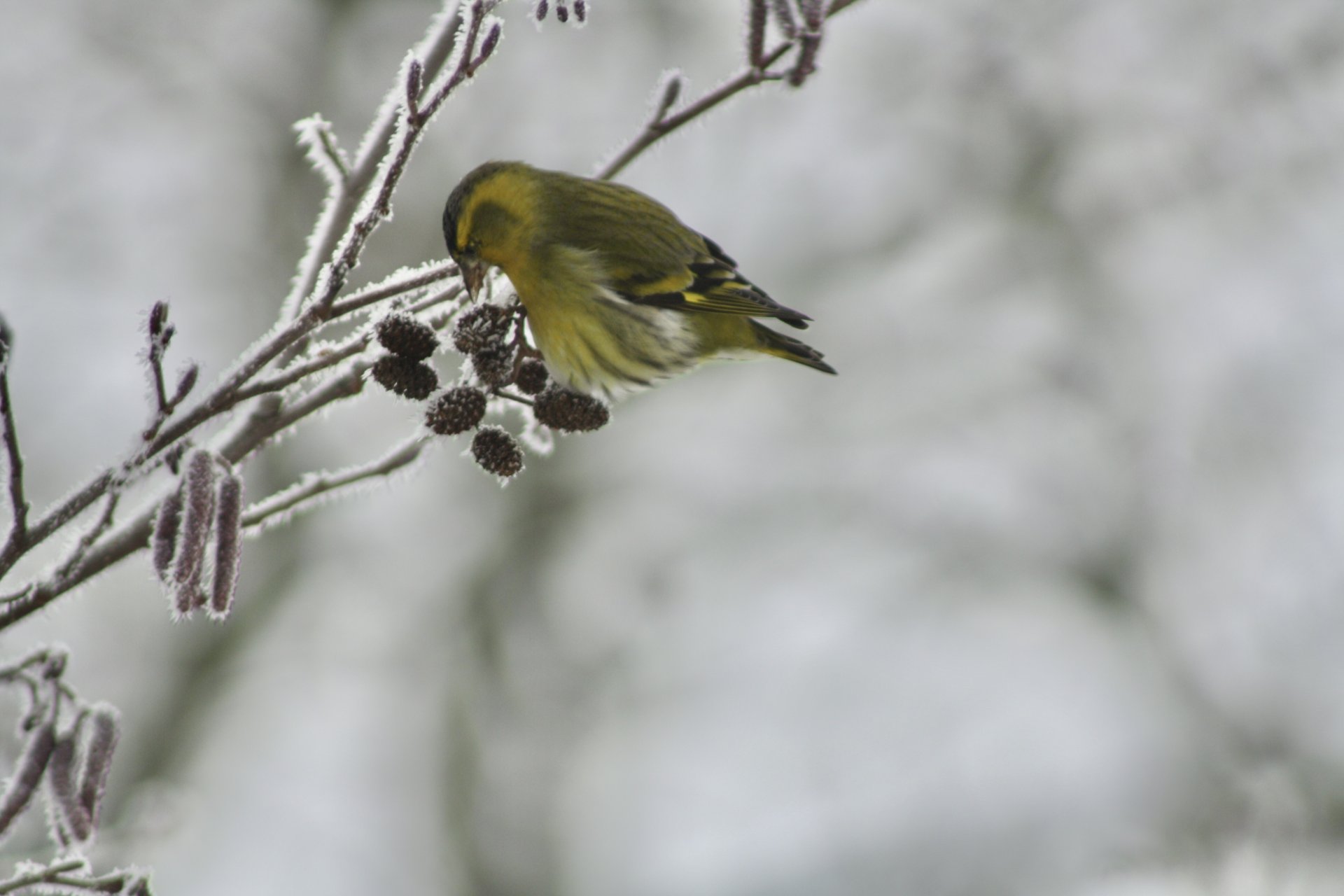 IMG_9218.jpeg