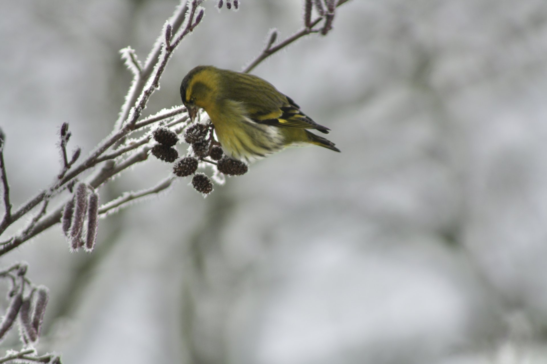 IMG_9218.jpeg