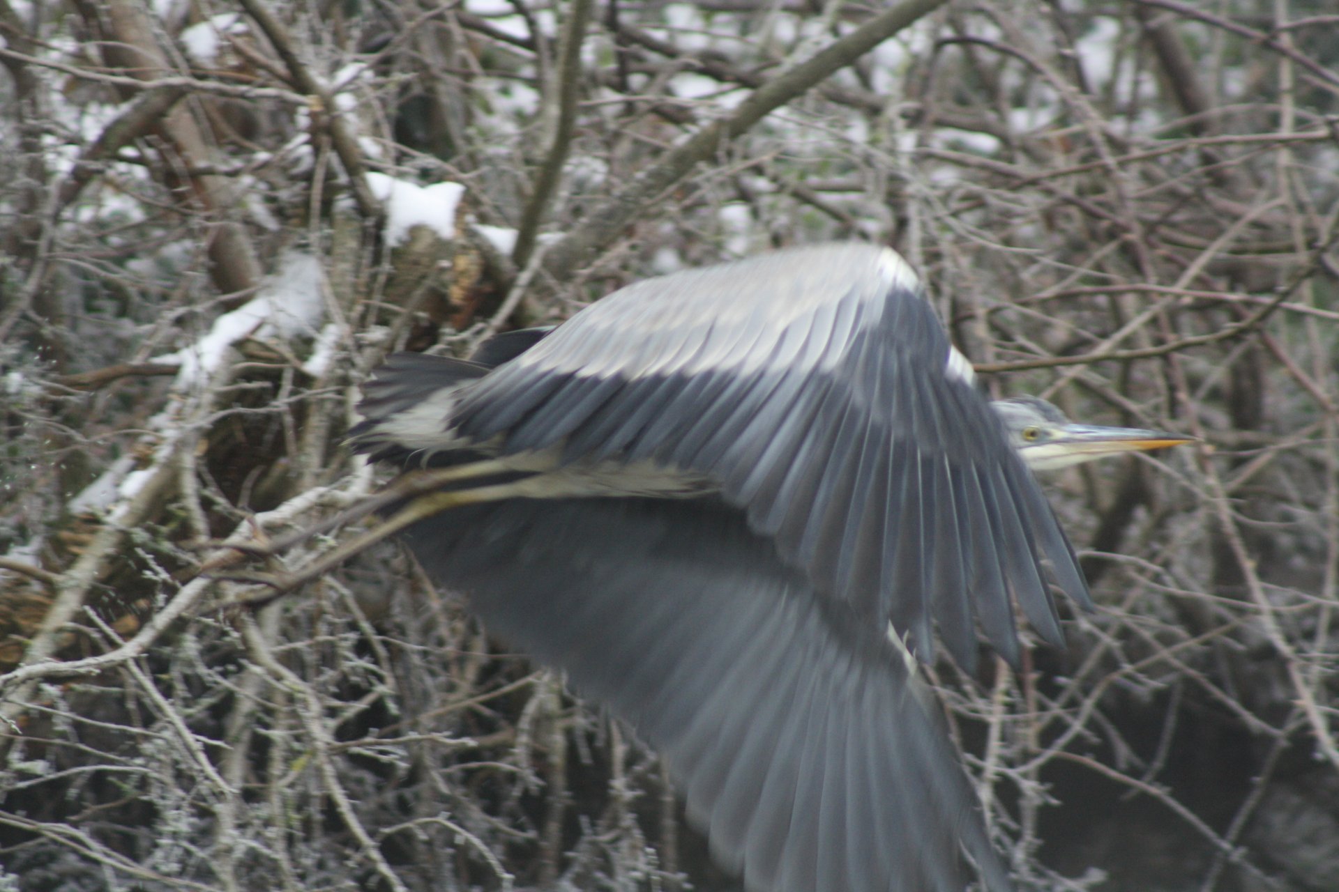 IMG_9223.jpeg