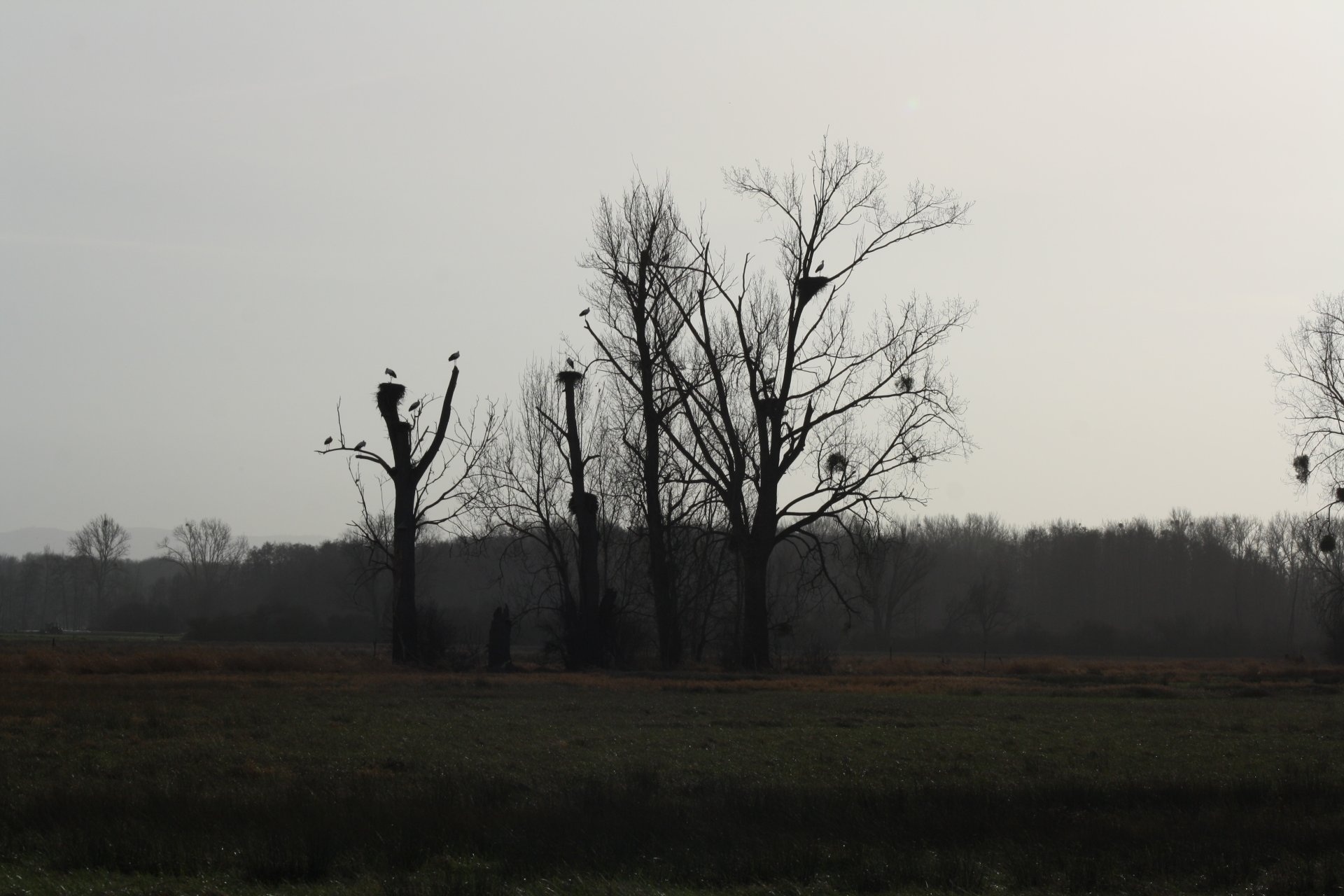 IMG_9231.jpeg