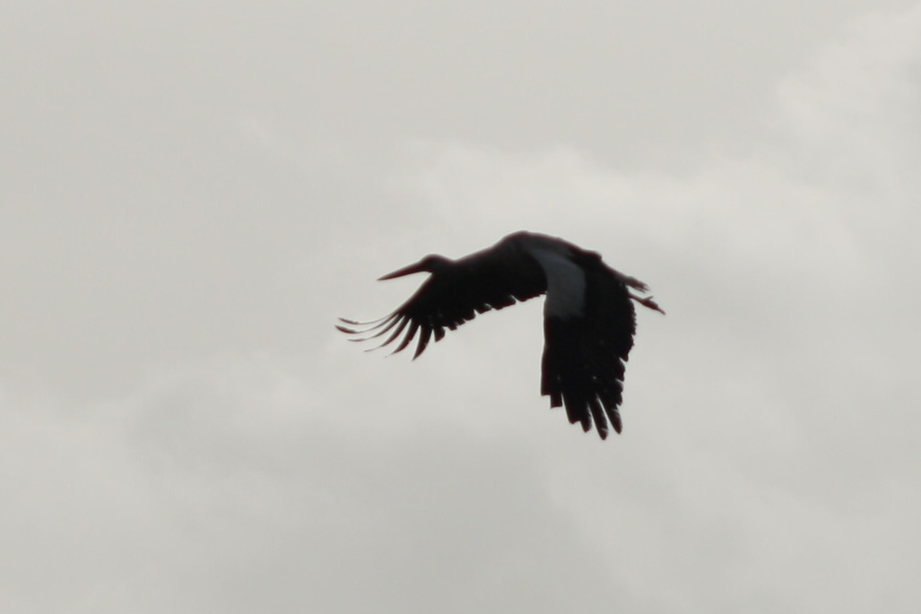 IMG_9254.jpeg