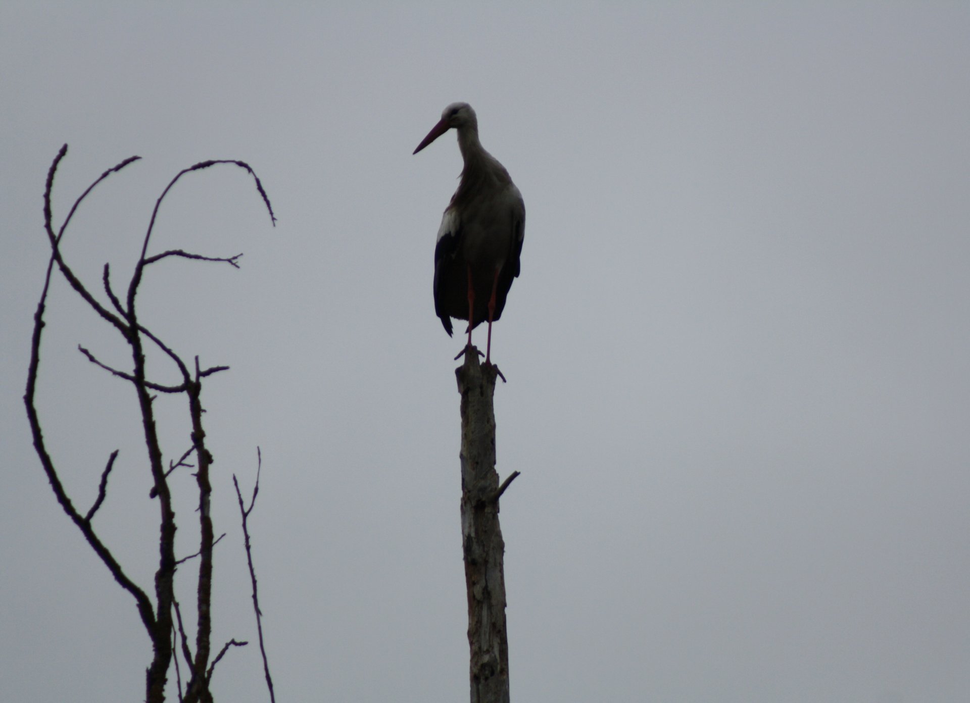 IMG_9278.jpeg