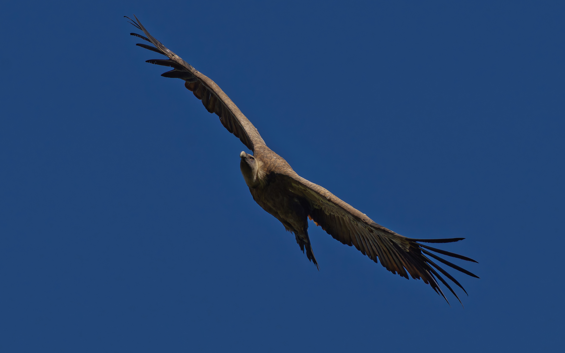 IMGP2229_DxO.jpg