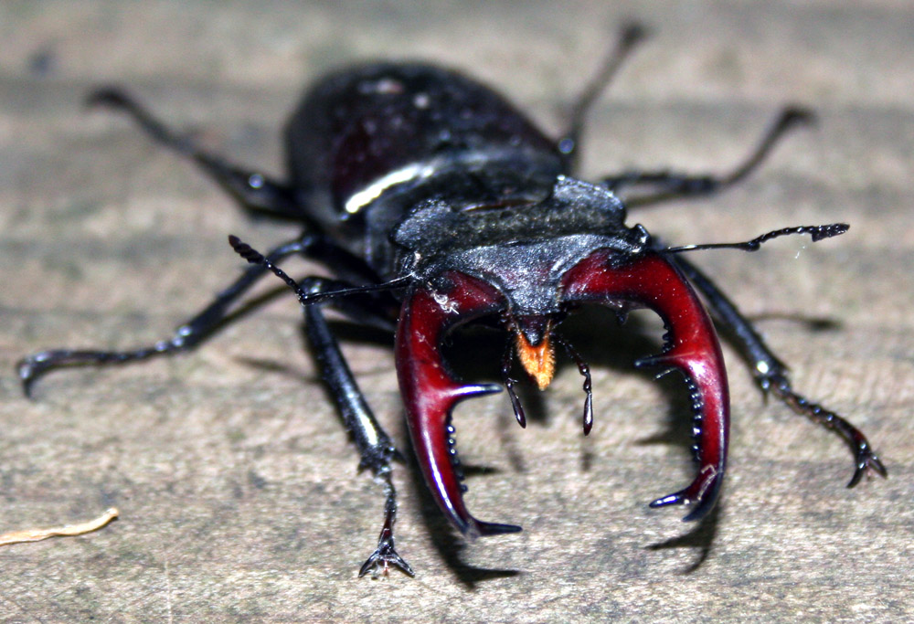 insekten.jpg