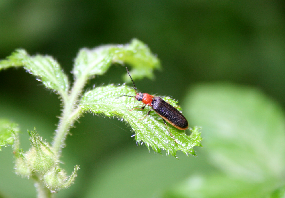insekten_a.jpg