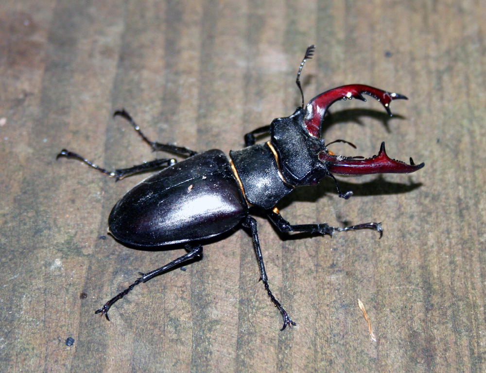 insekten_b.jpg