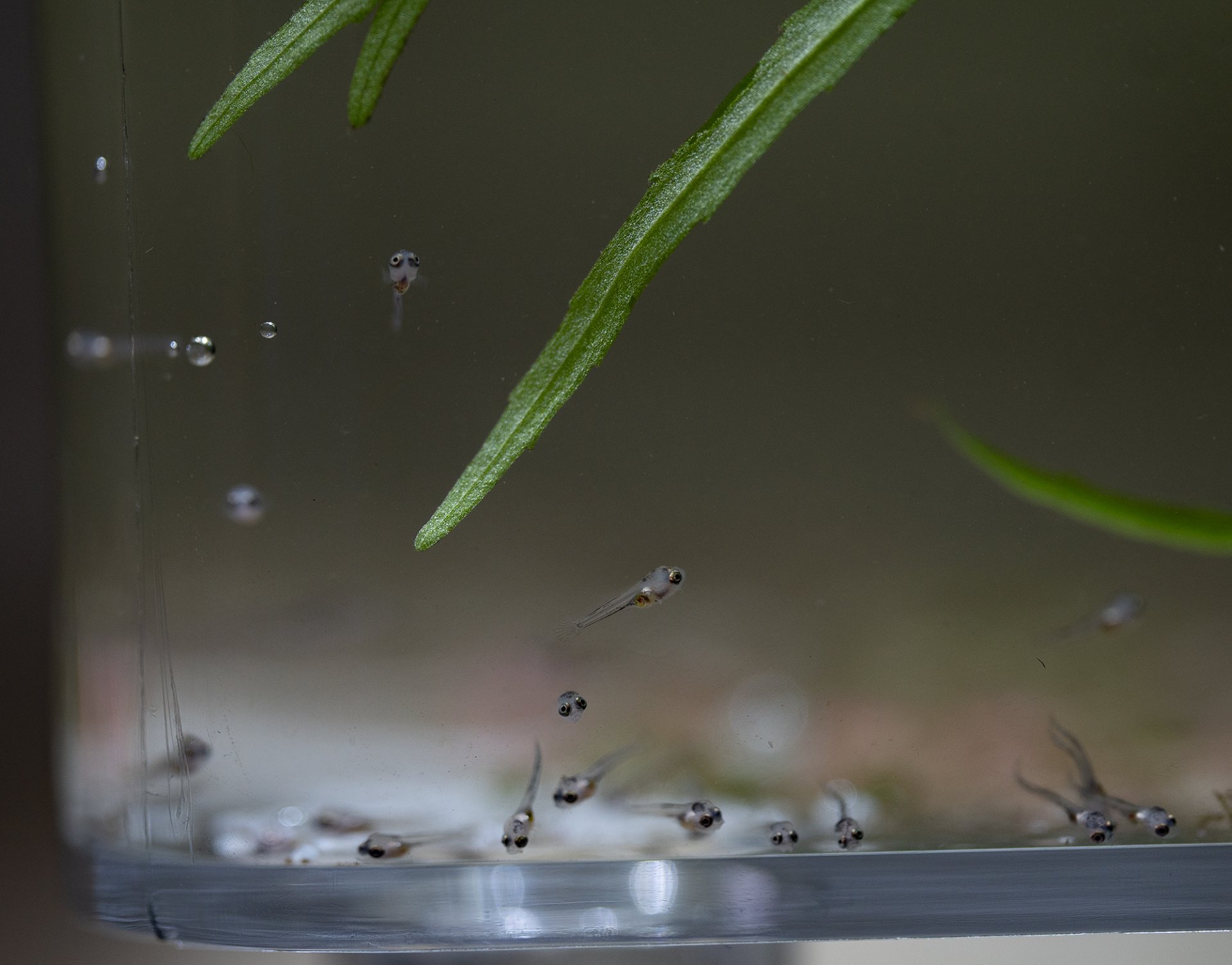 Jungfische.jpg