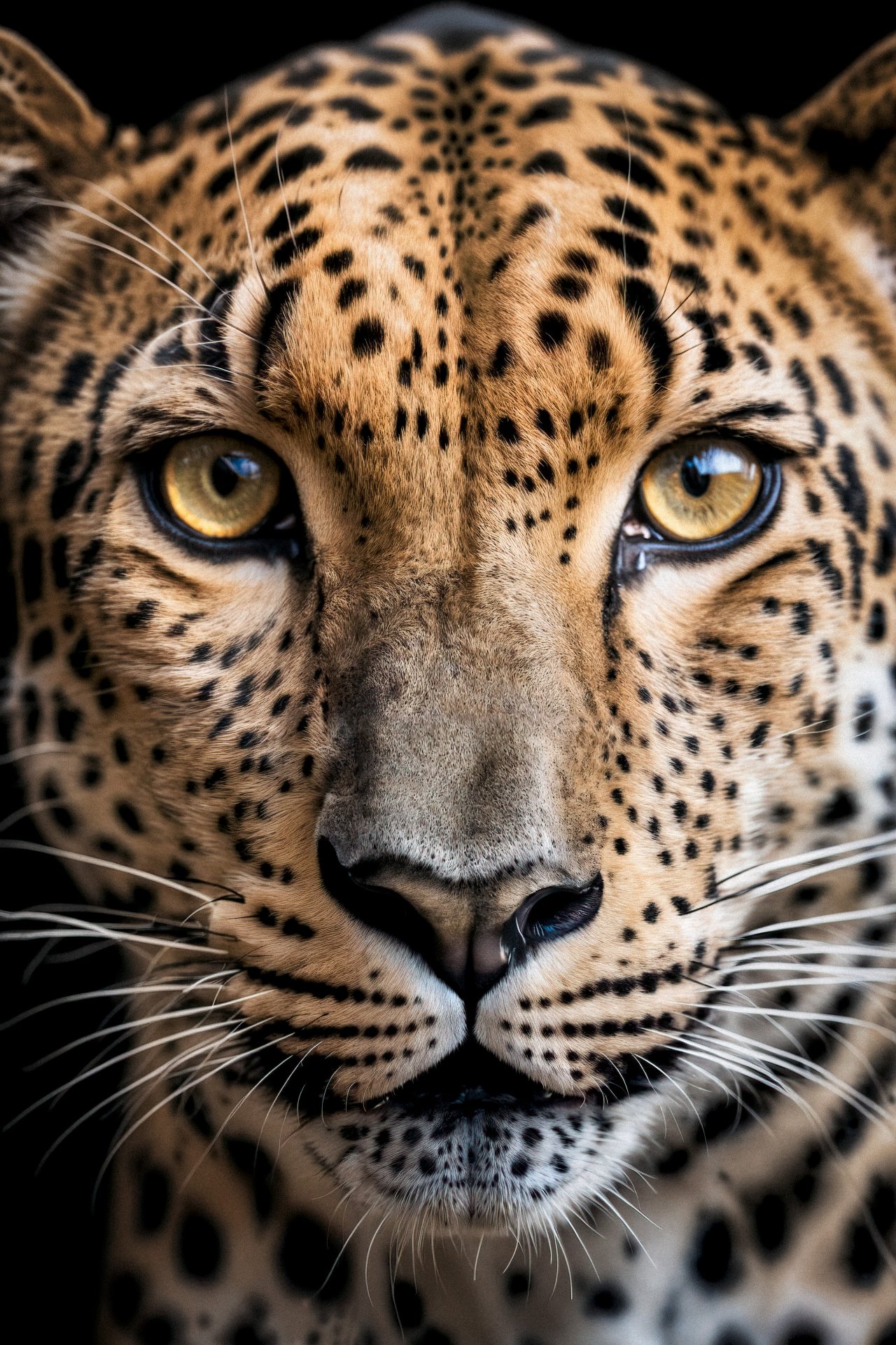 Leopard.jpg