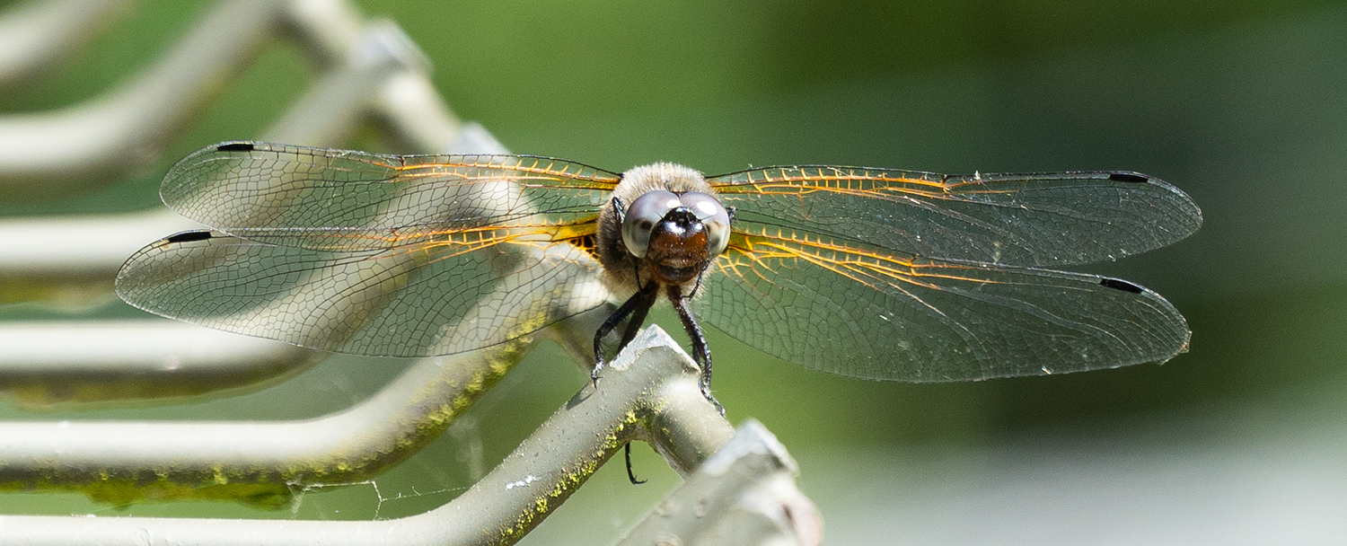 Libelle7244.jpg