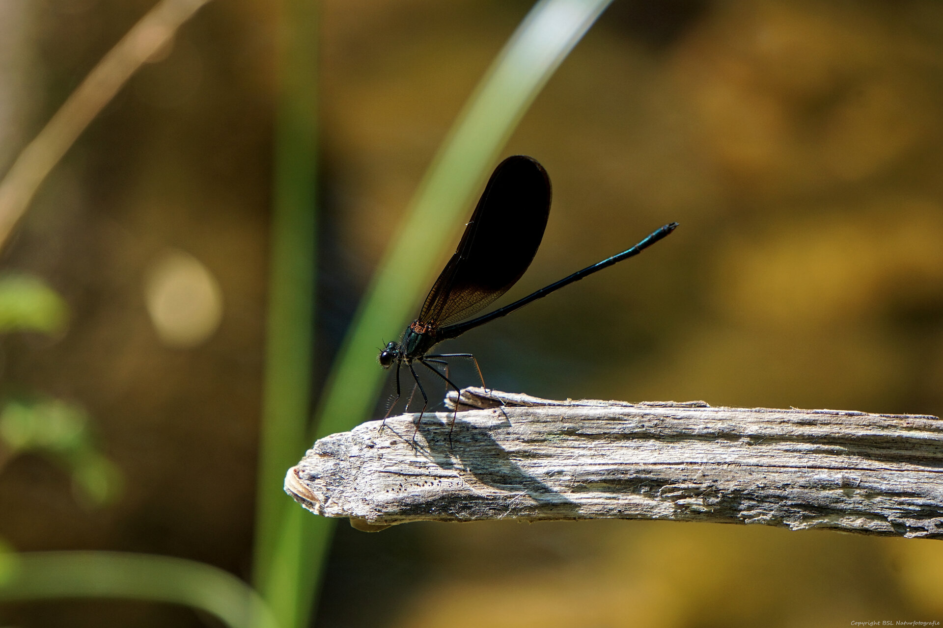 Libelle_01.jpg