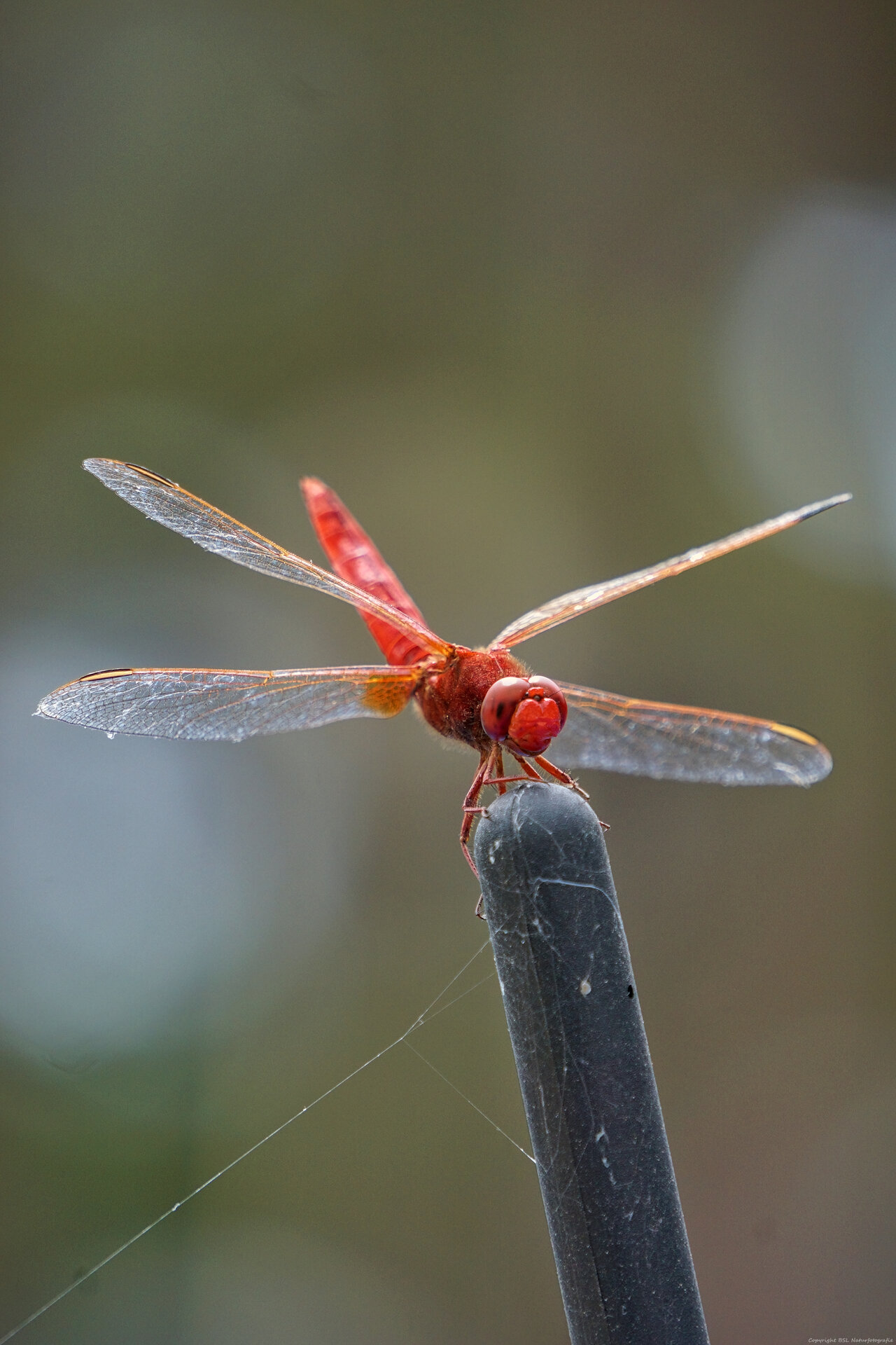 Libelle_05.jpg