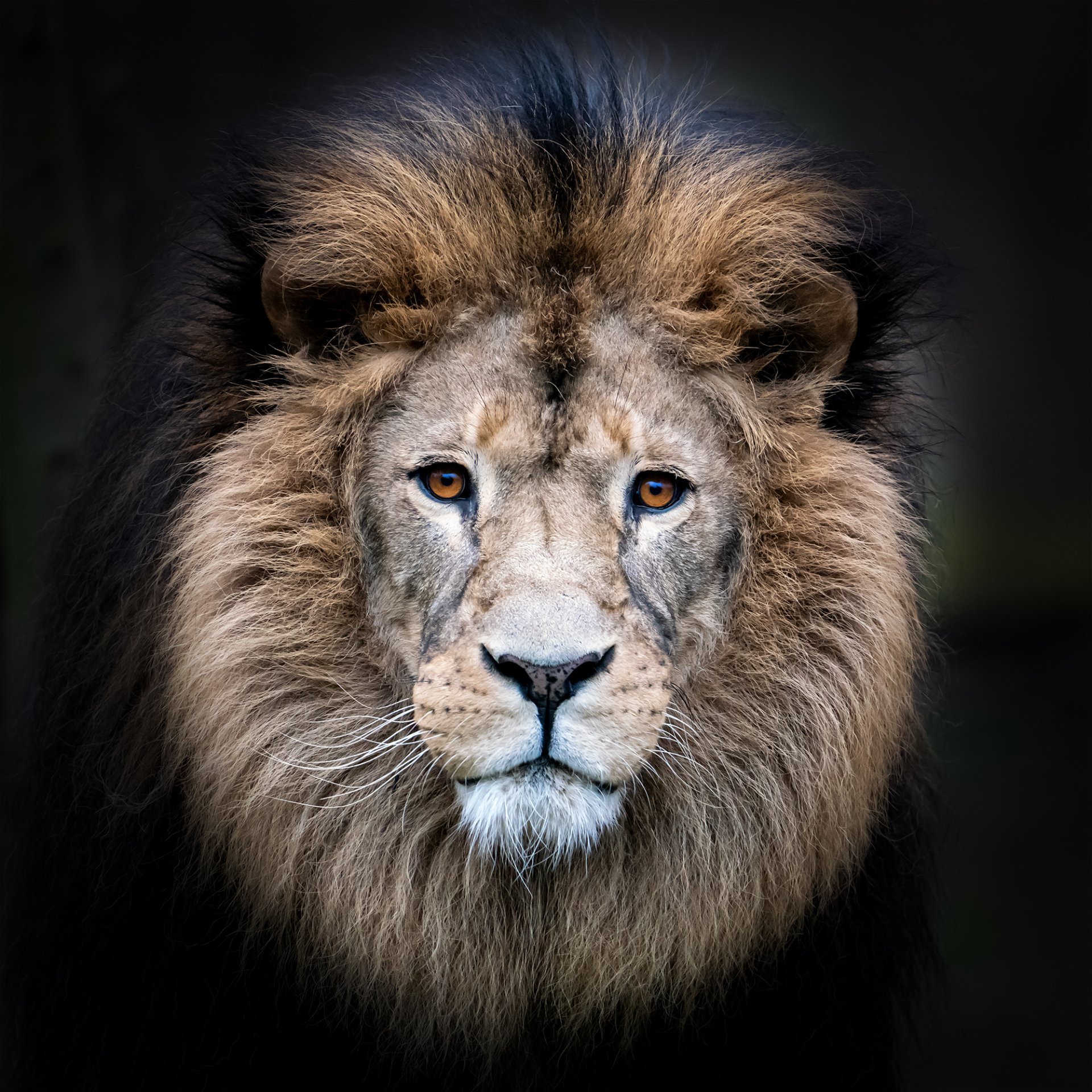 Lion01klein.jpg