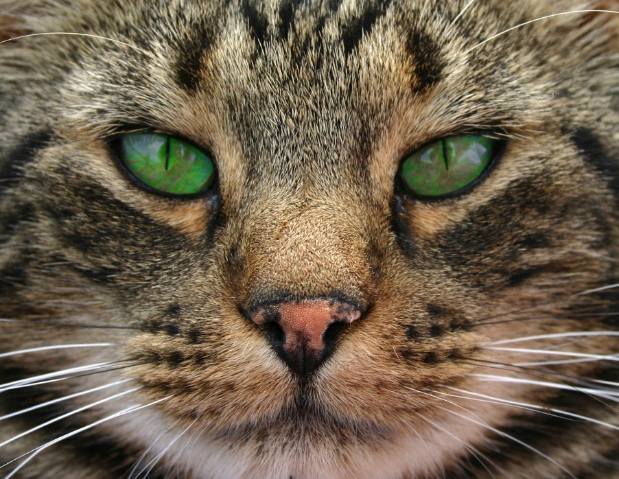 lookcat klein.jpg