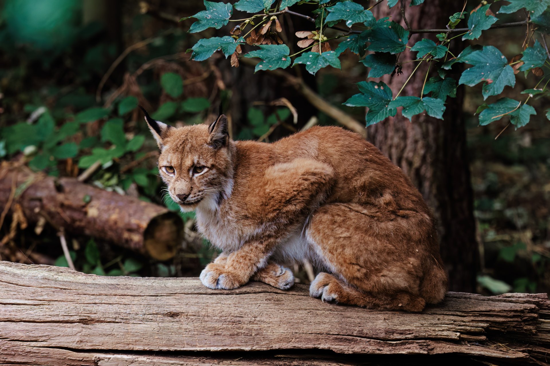 Luchs Park MV I.jpg