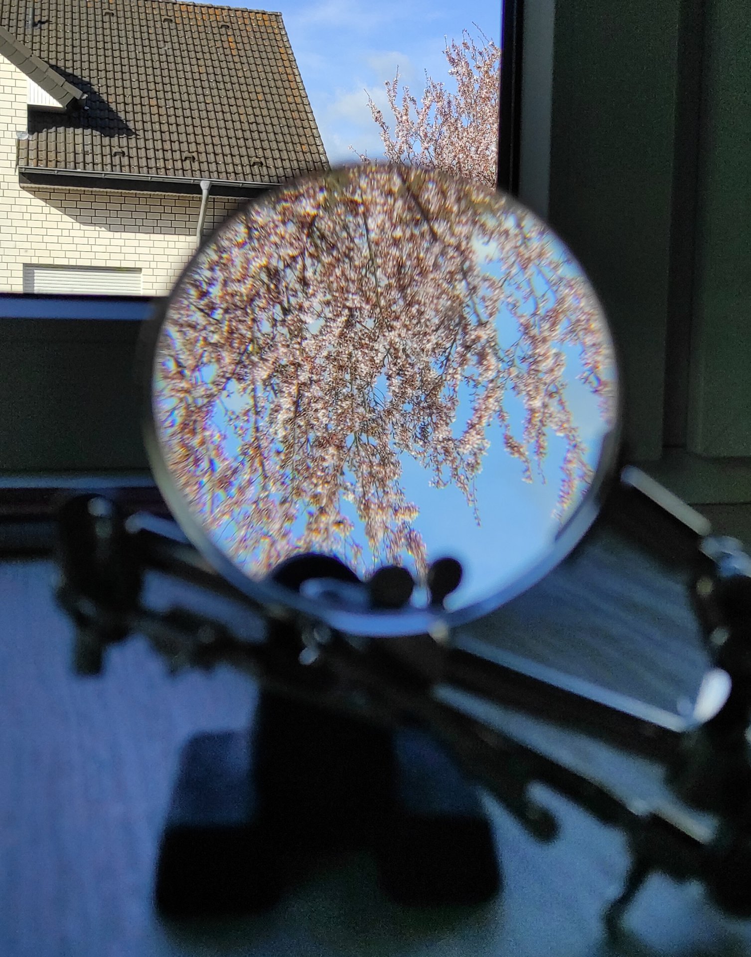 LupeBaum.jpg