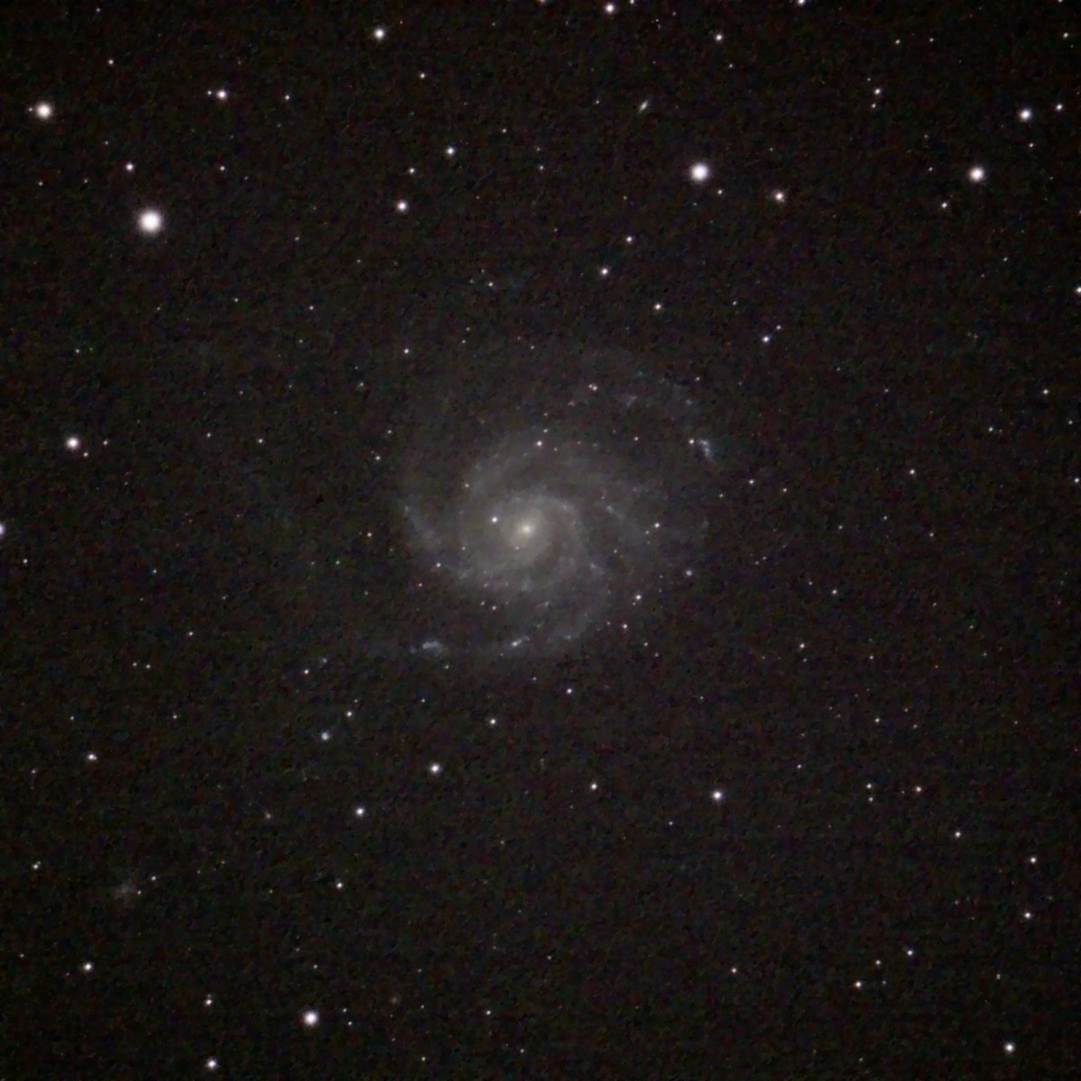 M101 Olif ASI533_46frames_736s_cropresizedDENOISED.jpg