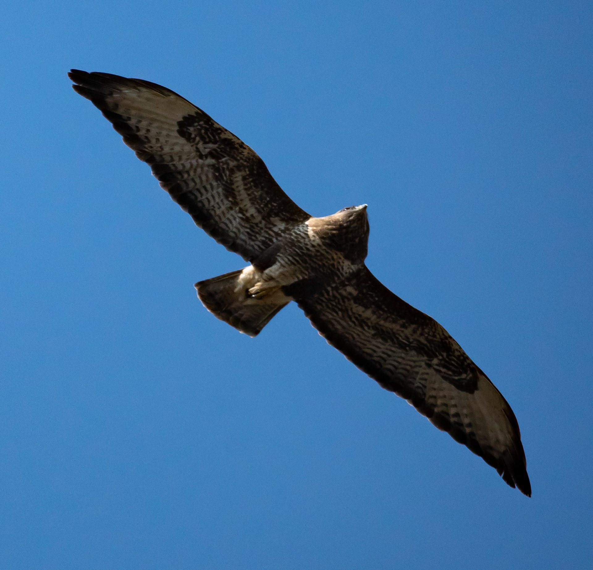 Mäusebussard 13.3.2022.jpg