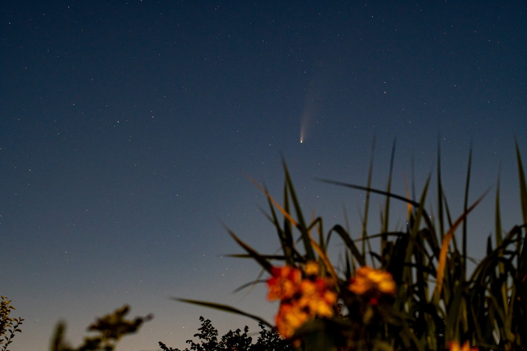 neowise_flower.jpg