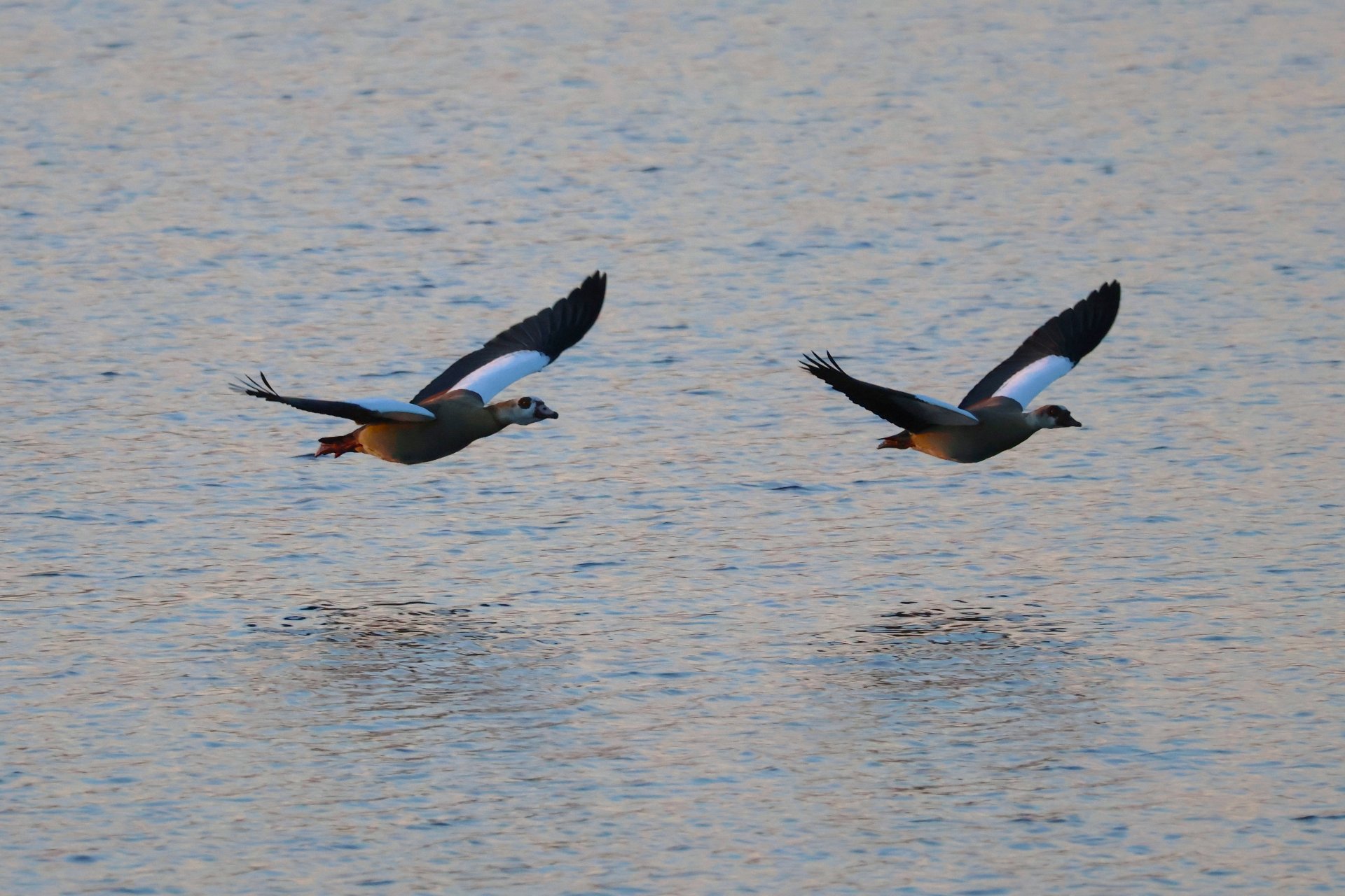 Nilgans.JPG