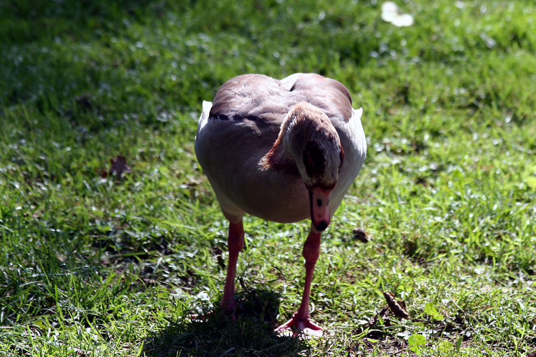 nilgans_drei.jpg