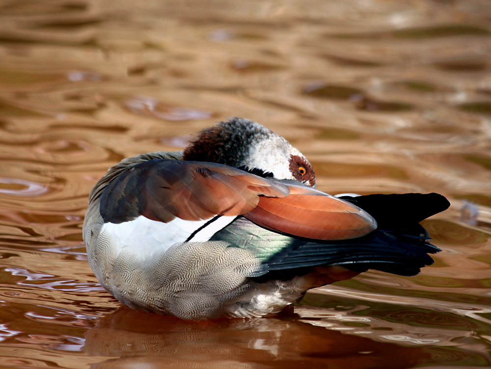 nilgans_yoga.jpg