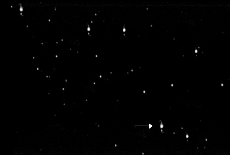 NovaCas2021-3-31-0009UT-bw.jpg