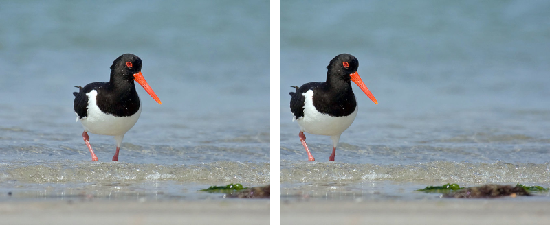 Oystercatcher_01_full.png