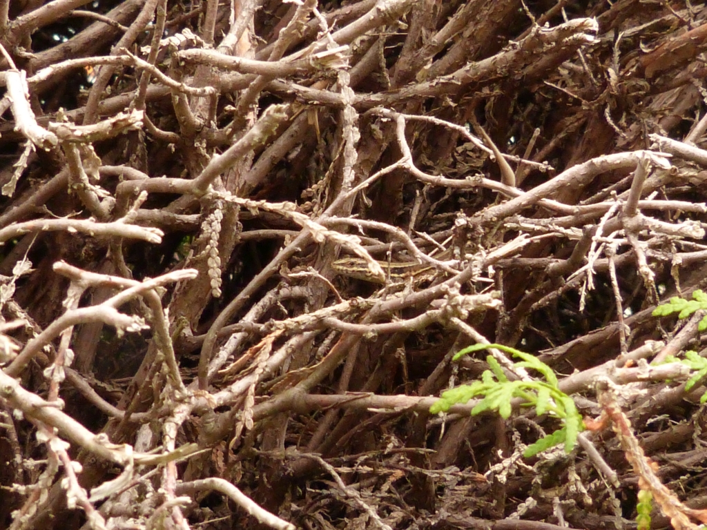 P1000587_beipack_f.jpg