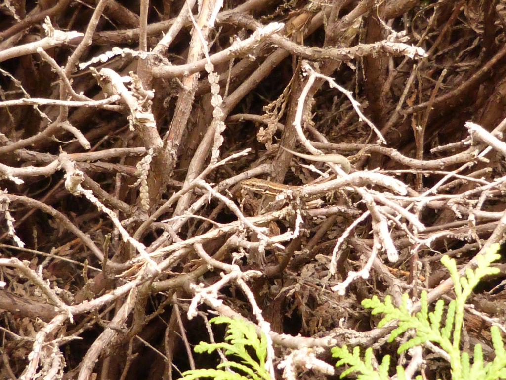 P1000591_beipack_f.jpg