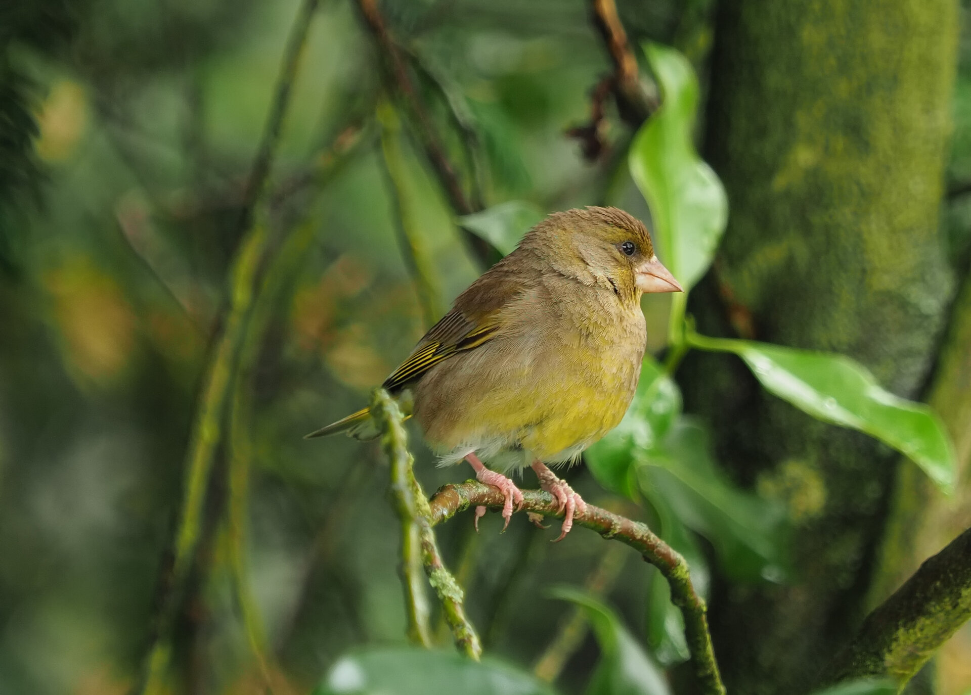 P6080653 crop.jpg