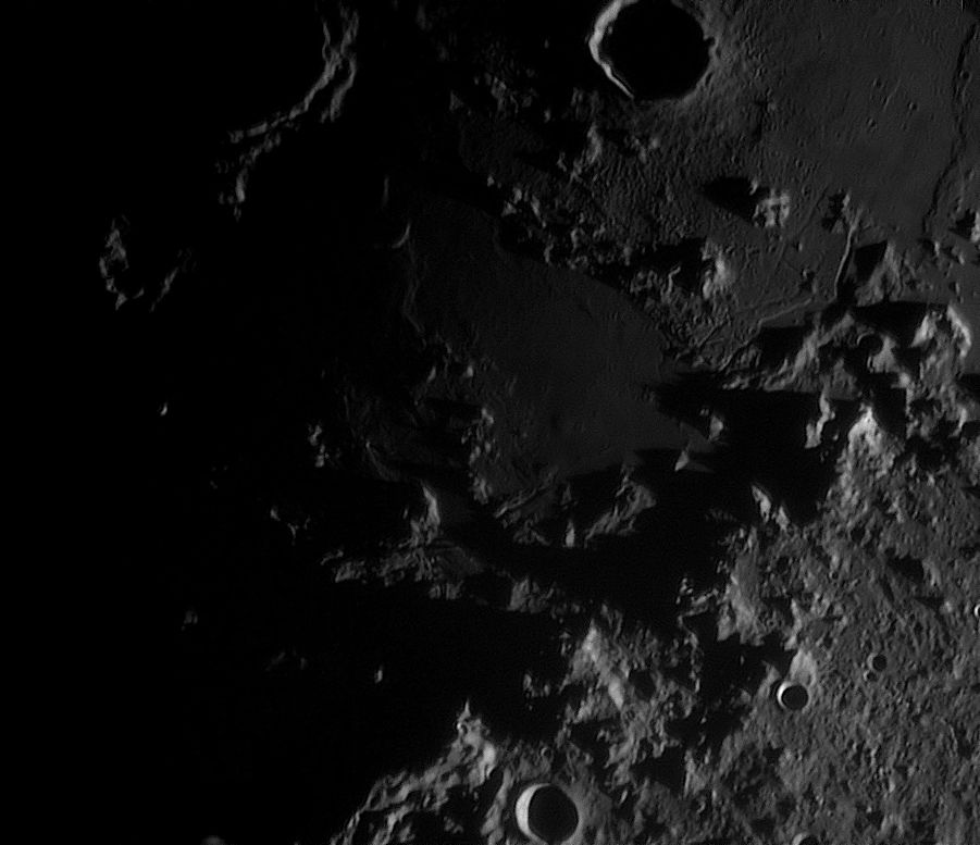 pallus_putredinis_190221_192253c.jpg