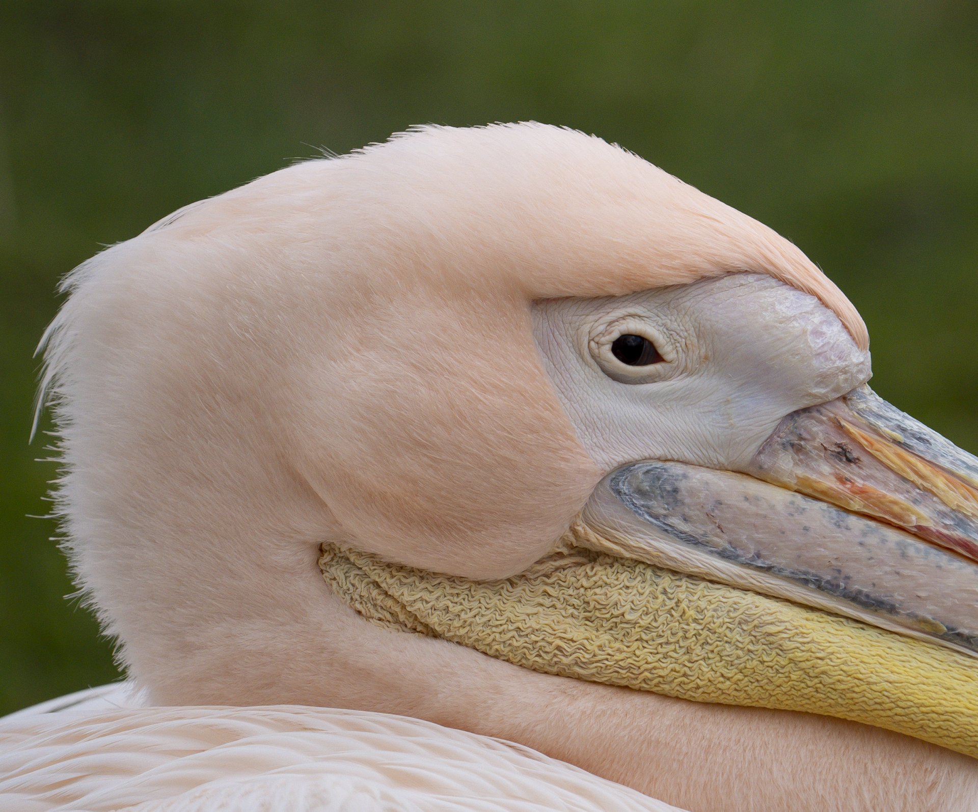 Peli01.jpg