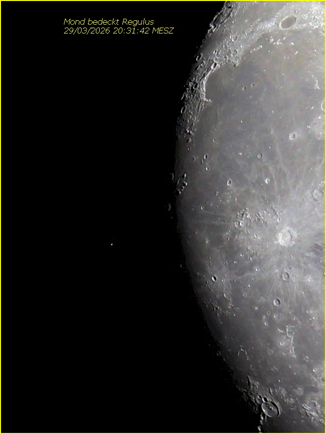 Regulus_Bedeckung_IMG_3859_03_08.gif