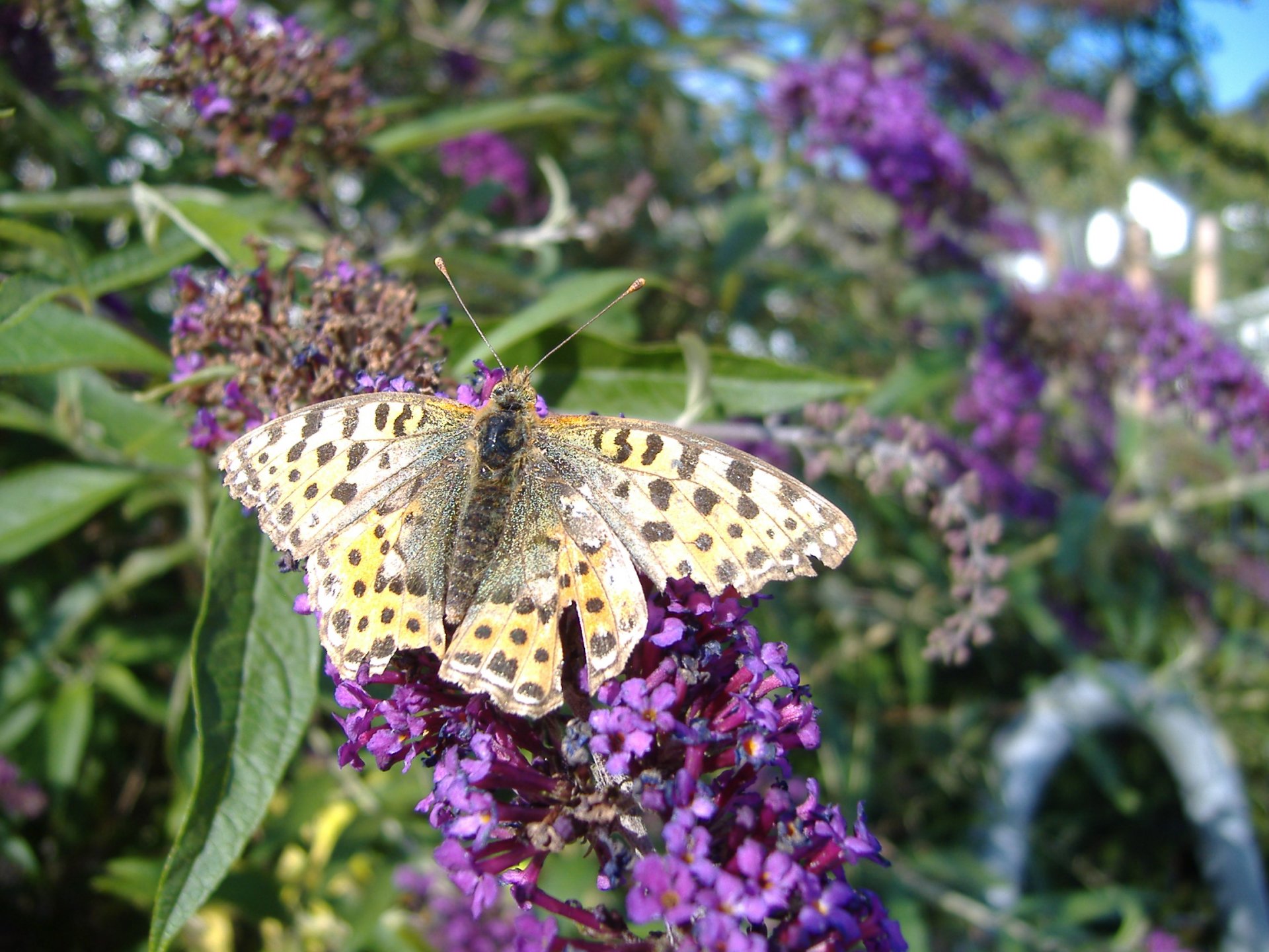 Schmetterling.JPG