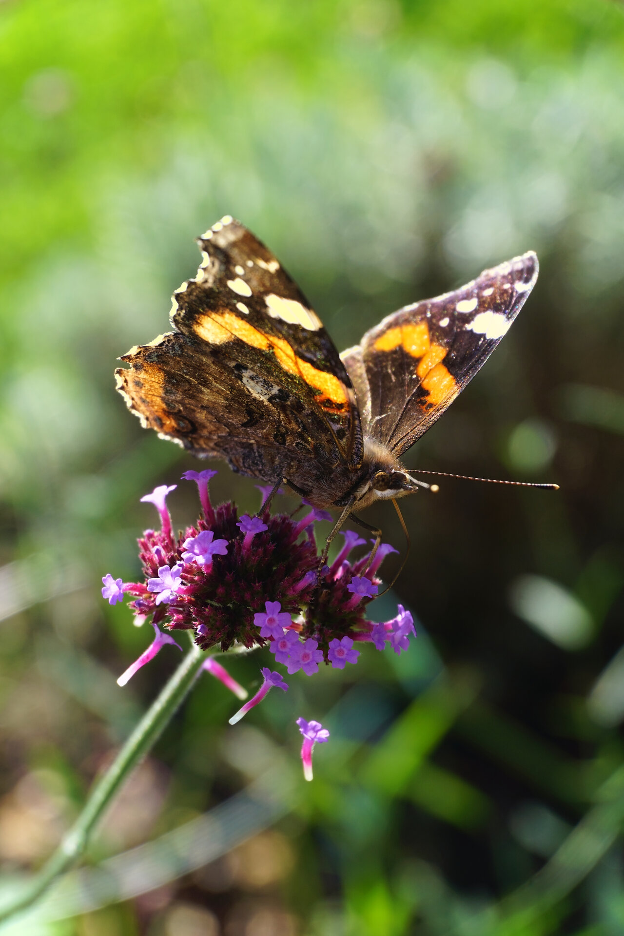 Schmetterling_01.jpg